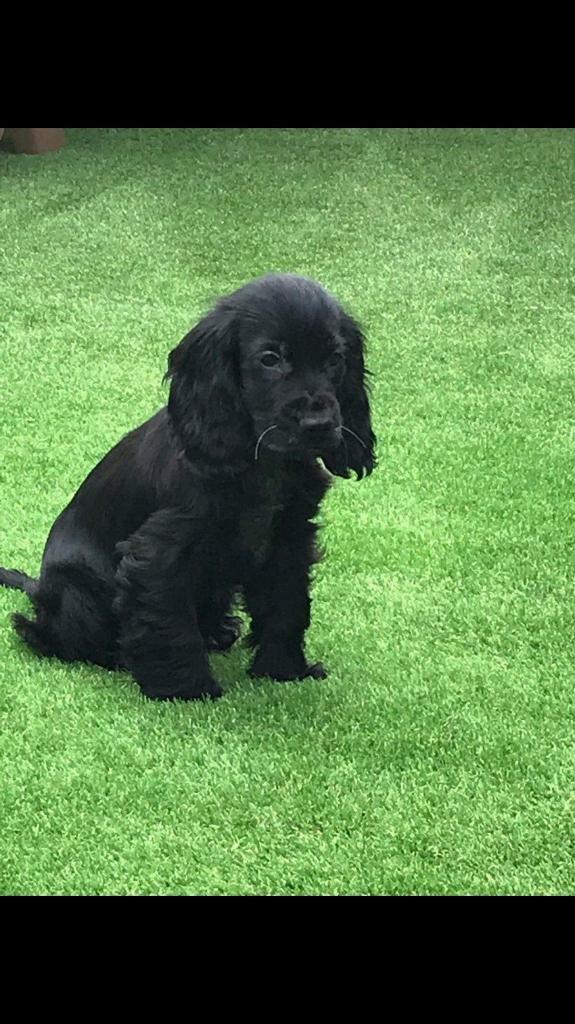 cocker spaniel puppies for sale near me